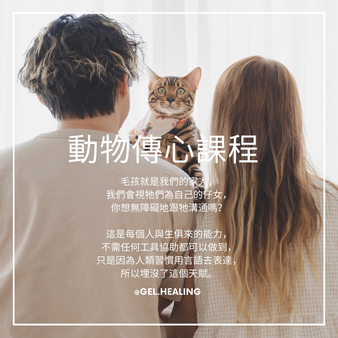 課程|動物傳心課程