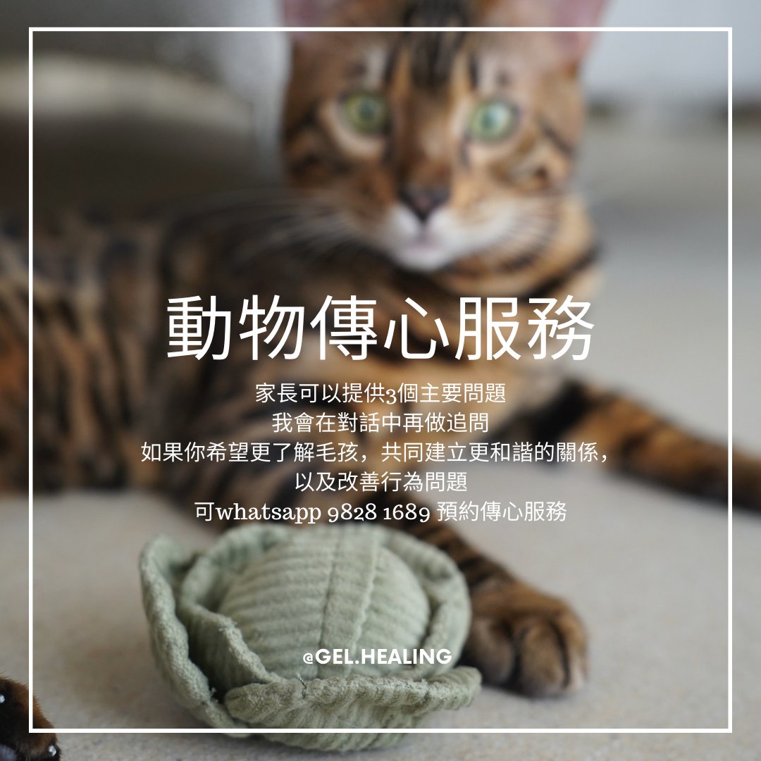 諮詢｜動物傳心服務