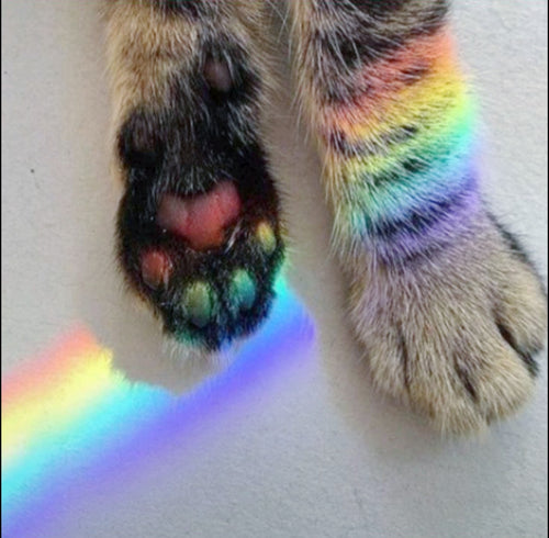 Telepathy from deceased animals