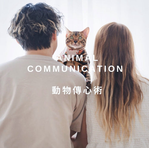 動物傳心課程
